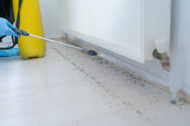 Best Mosquito Control Services  in Lonaconing, MD