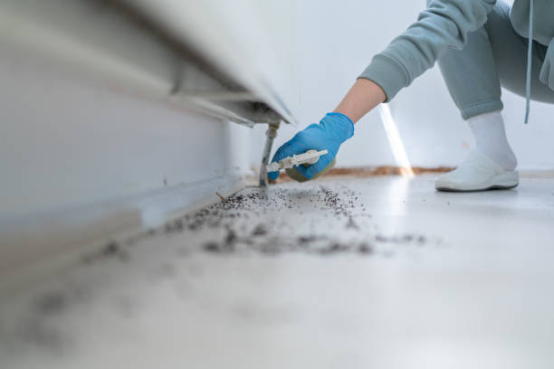 Best Local Pest Control Services  in Lonaconing, MD